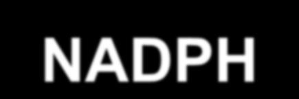 B. Noncyclic Electron Flow ADP + P ATP (Reduced) NADP + + H NADPH (Reduced)