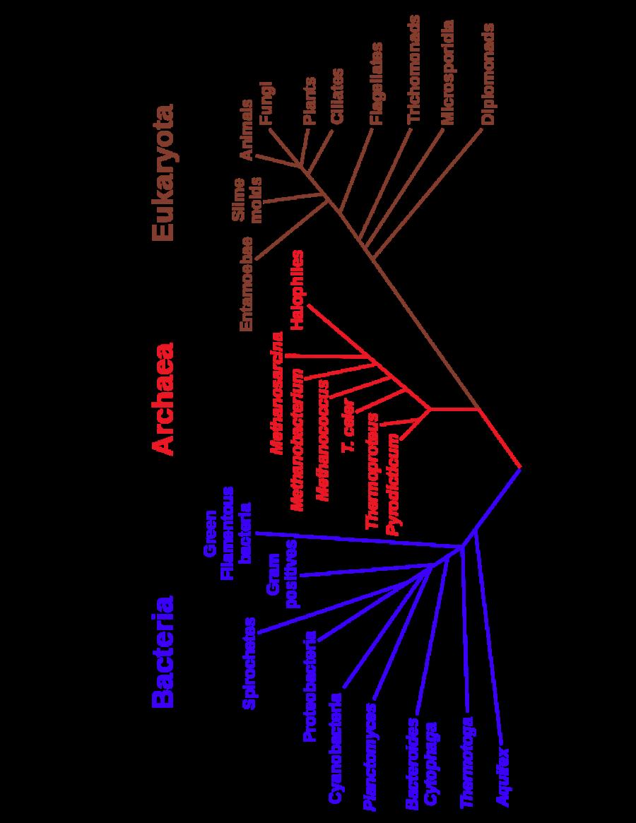 Estimating the Tree of Life Large datasets!