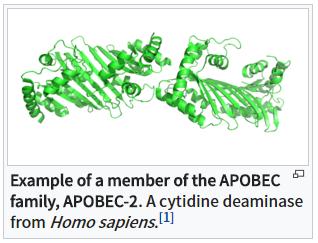 Homework APOBEC ("apolipoprotein B mrna editing enzyme, catalytic polypeptide-like") is a family of evolutionarily conserved cytidine deaminases.