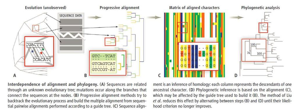 SEQUENCES TREE ALIGNMENT Gene evolution is commonly assumed to take place along a tree