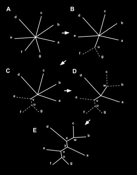 PROGRESSIVE ALIGNMENT NEIGHBOR JOINING TREE Starting with a star tree (A), the Q matrix is calculated and used to choose a pair of nodes for joining, in this case f and g.