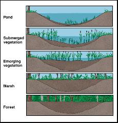 Succession Dynamic process of change in an environment where a sequence of communities replaces one another over time Primary succession: in areas not previously supporting organisms pioneer