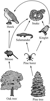 12. A food web is shown below. Which of the following organisms compete for the mouse as a food source? A. hawk and snake B. snake and kinglet C. oak tree and pine tree D.
