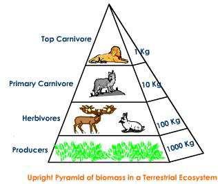 "Pyramid of biomass is the graphic representation of biomass present per unit area of different trophic levels, with producers at
