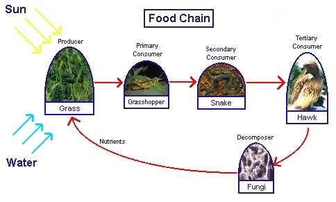 Food Chains: a simple, linear series of species (e.g.