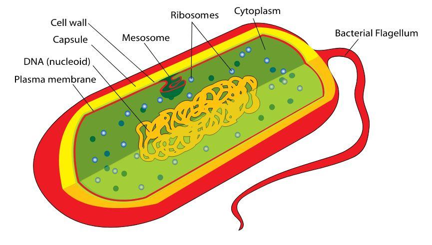 3.2.1.2 Structure of prokaryotic cells and of viruses Prokaryotic Cells and Viruses Prokaryotic cells are smaller and simpler than eukaryotic cells. Bacteria are a good example of prokaryotic cells.