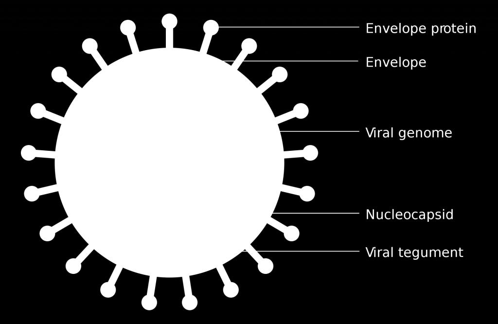 3.2.1.2 Structure of prokaryotic cells and of viruses Viruses are Acellular - They Are Not Cells A virus is just nucleic acid surrounded by protein - they are not alive.