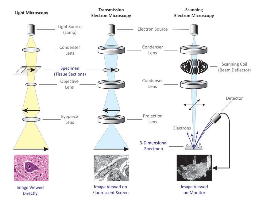 3.2.1.3 Methods of studying cells Optical and Electron Microscopes There are two types of microscopes used when studying cells: optical (light) microscopes and electron microscopes.