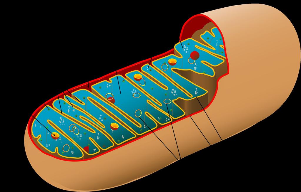 3.2.1.1 Structure of eukaryotic cells Organelles and Their Functions Mitochondrion This is an oval or rod-shaped organelle that has a double membrane.
