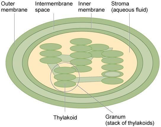 Surrounded by a double membrane with membranes inside called thylakoid membranes. These stack up to form grana.