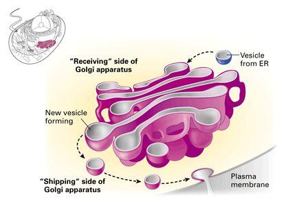 3.2.1.1 Structure of eukaryotic cells Organelles and Their Functions Golgi Apparatus A series of fluid filled, flattened membrane sacs. Vesicles are often seen at the edges of the sacs.
