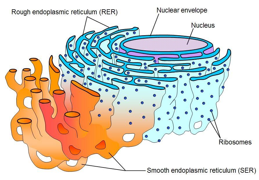 3.2.1.1 Structure of eukaryotic cells Organelles and Their Functions Rough Endoplasmic Reticulum (RER) This is a system of membranes that enclose a fluid-filled space.