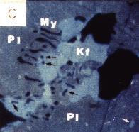 12 scattered lamellae are unlike the uniformly distributed albite lamellae in perthitic K-feldspar which crystallized from magma at high temperatures.