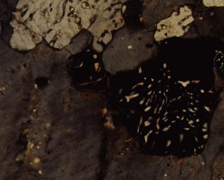 6 Fig. 4. Inclusions of wartlike myrmekite (black with white quartz vermicules; light gray with dark quartz vermicules) in the K-feldspar (gray).