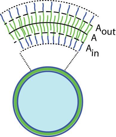 Supplementary Figure 15. Area difference of a polymersome. A vesicle of a particular shape has three surface areas. The actual surface area A is defined by the midplane of the bilayer (solid line).