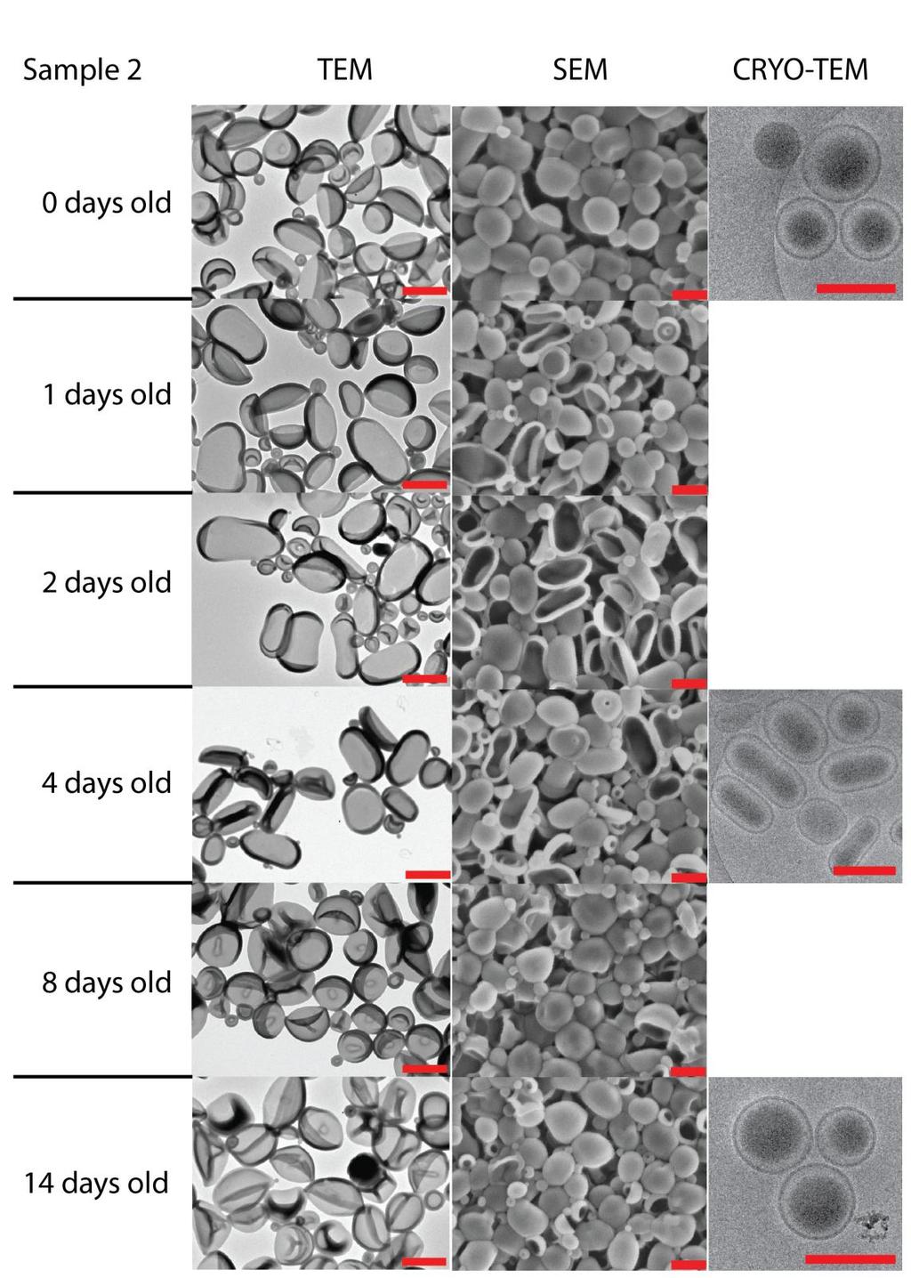 Supplementary Figure 2. TEM and SEM images of sample 2 at six different days after selfassembly. Cryo-TEM is shown on the right.