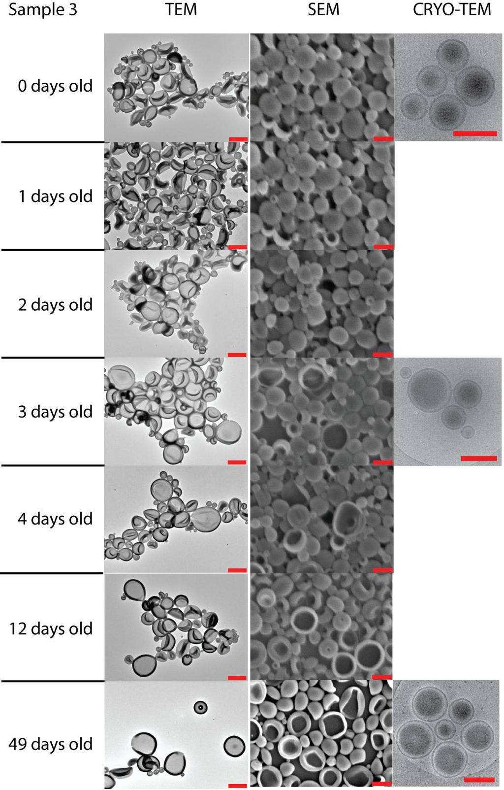 Supplementary Figure 3. TEM and SEM images of sample 3 at seven different days after selfassembly. Cryo-TEM is shown on the right.