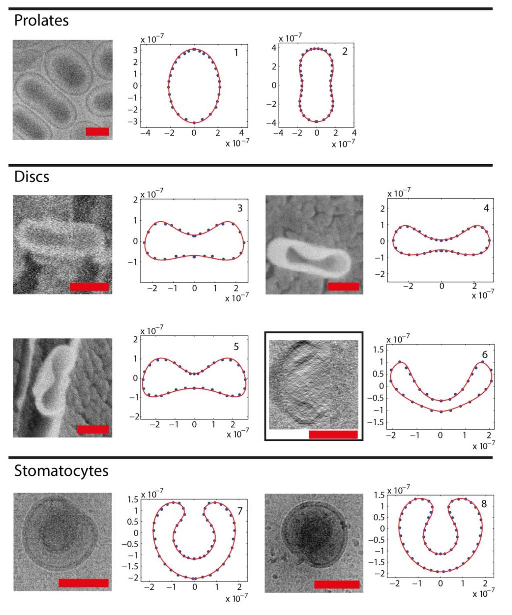 Supplementary Figure 9. Parameterization of different shapes from EM images. The cryo-tem image of the prolates was taken from sample 2 which was 4 days old.