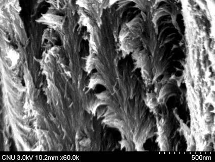 Moreover, the circular layered formation of CNCs was evident under FE-SEM.