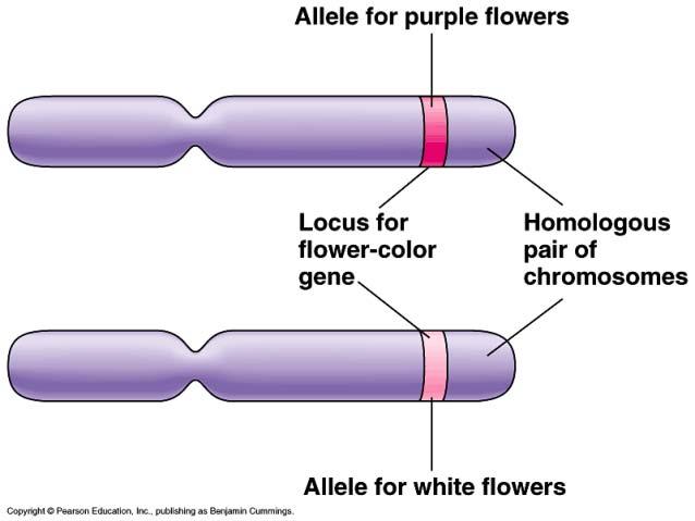 What did Mendel s findings mean?! Traits come in alternative versions " purple vs. white flower color " alleles!