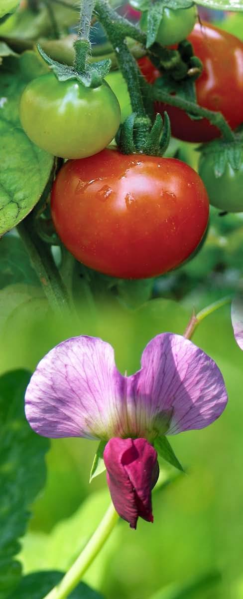 Chapter 11 Heredity The fruits, vegetables, and grains you eat are grown on farms all over the world. Tomato seeds produce tomatoes, which in turn produce more seeds to grow more tomatoes.