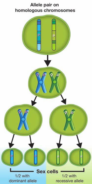 Alleles and meiosis Alleles of a gene separate during meiosis How do alleles separate? Fertilization In the last chapter, you read that homologous pairs of chromosomes separate during meiosis.