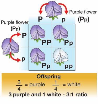 Punnett squares and probability A punnett square of Mendel s second cross Probability Punnett squares and probability When Mendel let the Pp plants self-pollinate, white flowers showed up in the