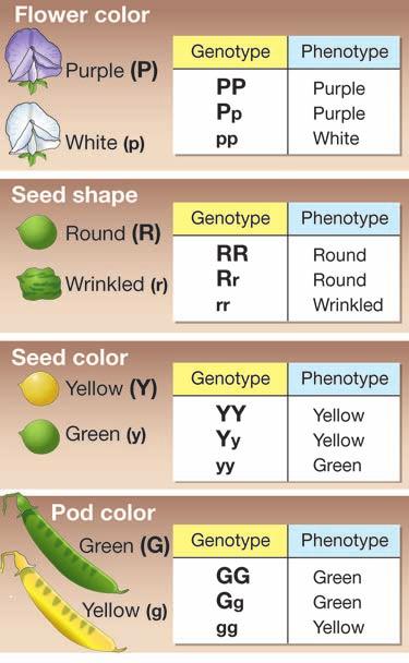 CHAPTER 11: HEREDITY Phenotype and genotype An organism s phenotype is the form of a trait that it displays. For flower color, a pea plant can display a phenotype of purple or white flowers.