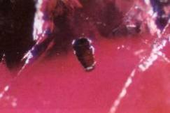 2mm across, lower left of center occurring in a Mong Hsu ruby in transmitted and reflected light