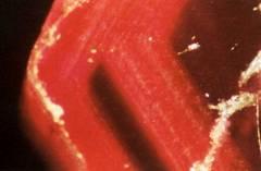Figure 14. Microphotograph of a non-heat treated Mong Hsu ruby with alternating zones Figure 15.