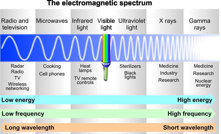 The electromagnetic spectrum includes radio waves, microwaves, infrared light, ultraviolet light, X- rays, and gamma rays.