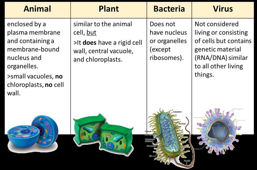 All living organisms