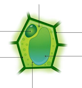 The structure of a typical plant cell includes a cell membrane, cytoplasm, nucleus, cell wall, vacuole, and chloroplast. Cell Wall Gives the cell rigidity and a more angular appearance.