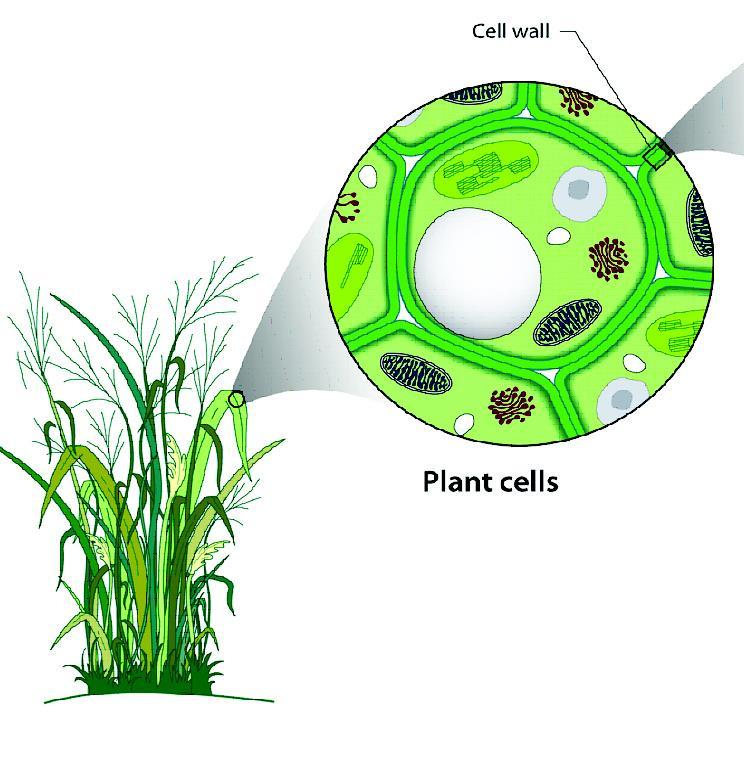 Plant Cell Wall. Location: Relative size: Function: The rigid, outermost covering of plant cells.