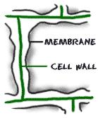 Cell Membrane. Location: Relative size: Function: Surrounding the cytoplasm of all cells (between cell wall and cytoplasm in plants) Very thin layer only a few molecules in width.