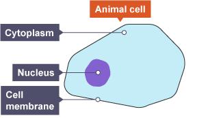 Nucleus. Location Relative size Function Often found in the central area of the cell within the cytoplasm.