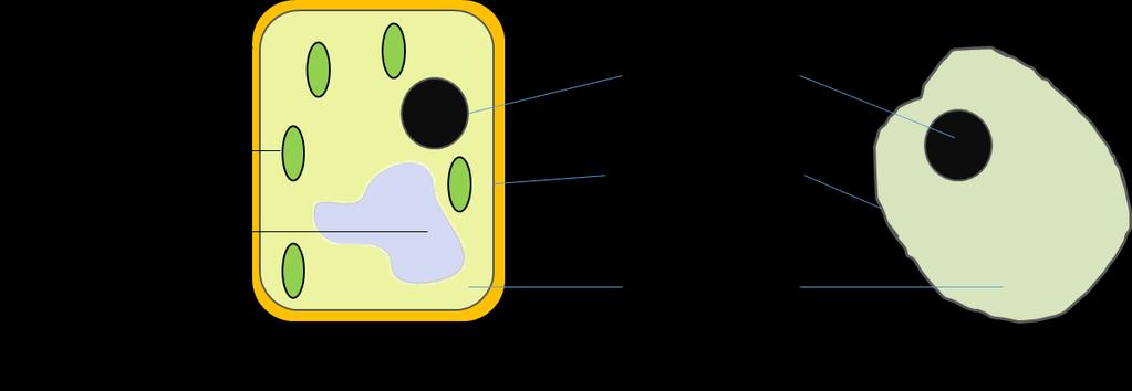 Plant and animal cells similarities and differences. Similarities 1.BOTH cells have a 'skin', called the membrane, protecting it from the outside environment. 2. BOTH cells have a nucleus.