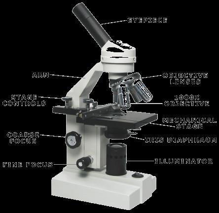 arm - this attaches the eyepiece and body tube to the base. base - this supports the microscope. coarse focus adjustment - a knob that makes large adjustments to the focus.