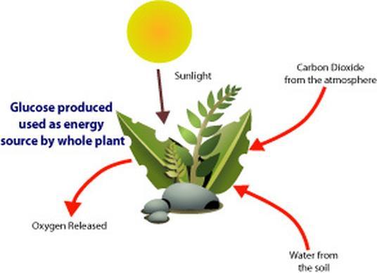The role of plants as producers in a community Plants are a very important part of the community as they (usually) provide all of the energy for all other living organisms through the process of
