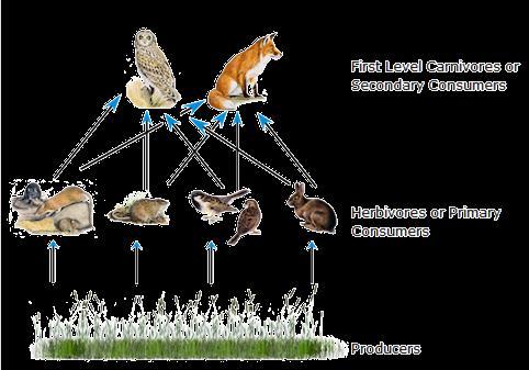 The role of producers, consumers and decomposers in food chains and webs. Food Webs In an ecosystem there are many different food chains and many of these are cross-linked to form a food web.