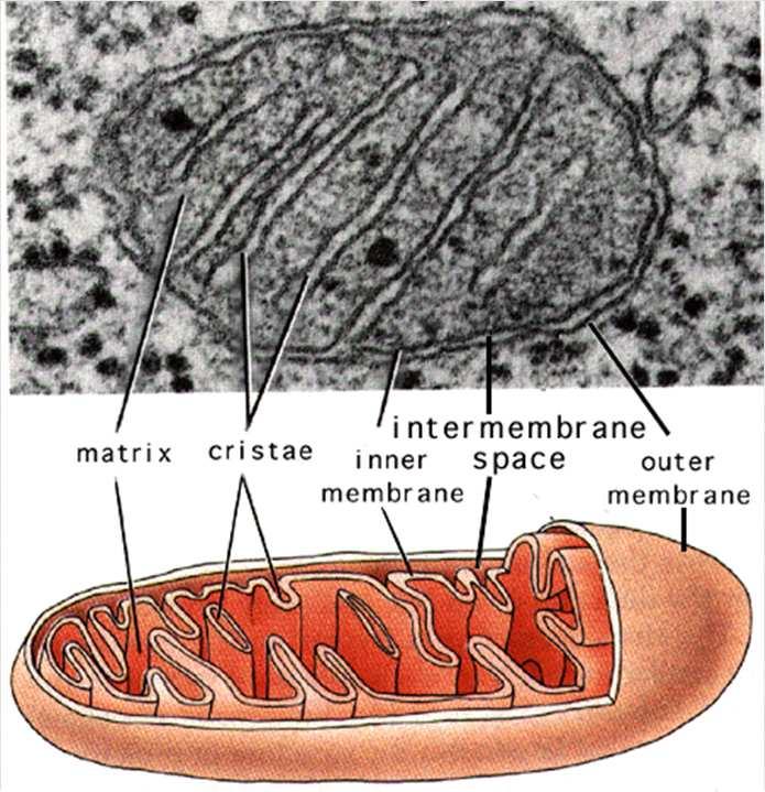 3. THE ANATOMY OF A CELL The cytoplasm: Mitochondria: These are long and ovoid in shape.