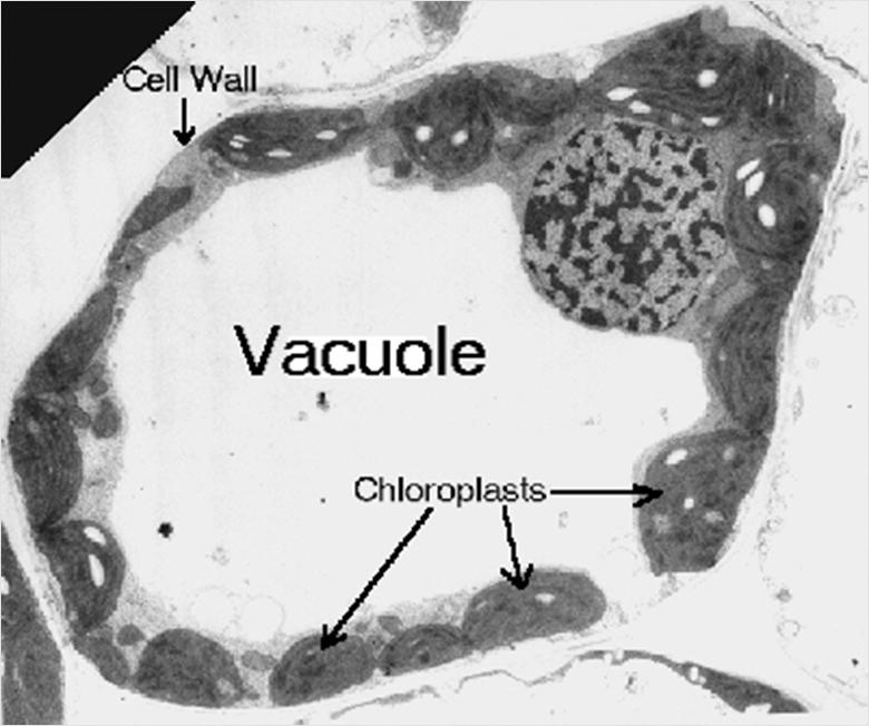 3. THE ANATOMY OF A CELL The cytoplasm: Vacuoles: These are reasonably large bags which are limited by a membrane and they accumulate