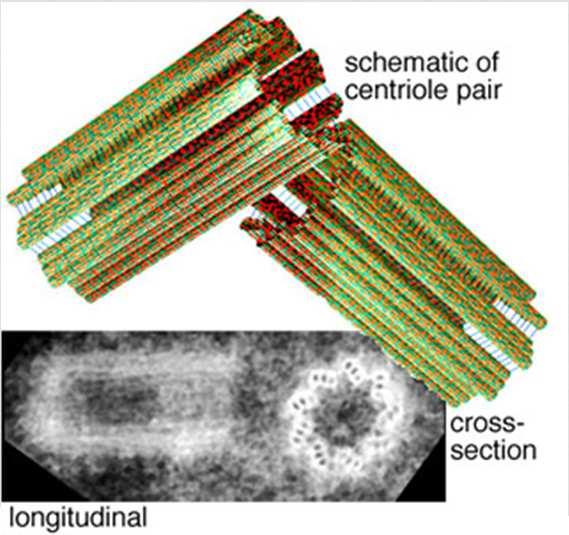 Centriole: this is an organelle which is exclusive to