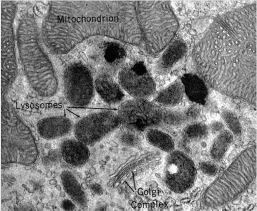 3. THE ANATOMY OF A CELL The cytoplasm: Lysosomes: are a