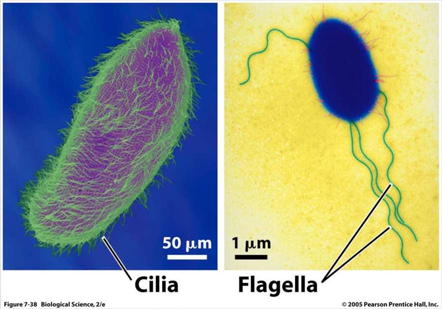 3. THE ANATOMY OF A CELL The cytoplasm: Cilia and flagella: These are prolongations of the plasmatic membrane.