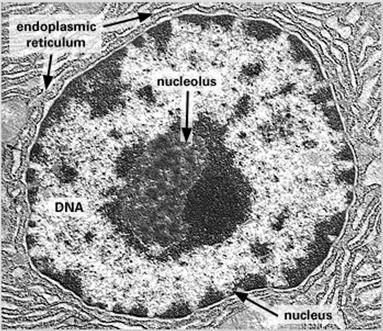3. THE ANATOMY OF A CELL Parts of a cell: The nucleus: This is the largest and most easily visible structure in a cell.