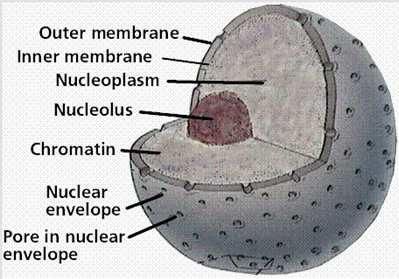 Parts: The nuclear membrane: is a double membrane and it is perforated by pores. It communicates with the rough endoplasmatic reticule.