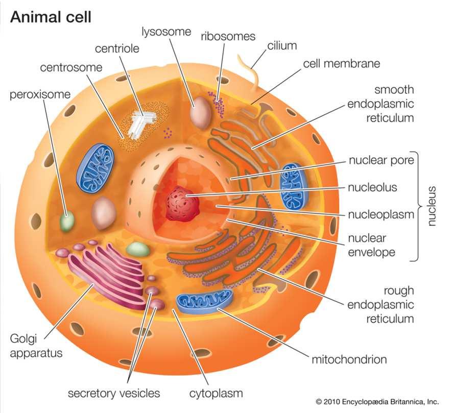 4. TYPES OF CELL - Eukaryotic cells: - Are more complex and bigger -