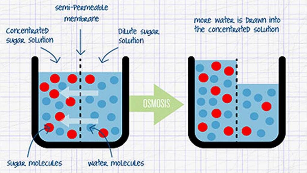 5.1 THE INTERCHANGE OF SUBSTANCES The entrace and exit of matter in cells is controlled by the plasmatic membrane and can be done in various ways Osmosis: This is the normal way of interchange water.