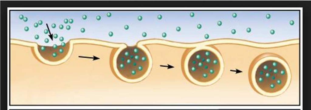 5.1 THE INTERCHANGE OF SUBSTANCES Endocytosis: is the process by which materials move into the cell.